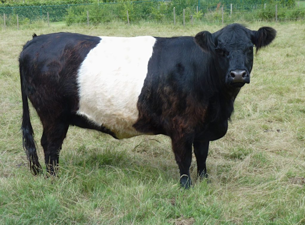 Belted Galloway cow, By Jamain (Own work) [GFDL (http://www.gnu.org/copyleft/fdl.html) or CC BY-SA 3.0 (http://creativecommons.org/licenses/by-sa/3.0)], via Wikimedia Commons