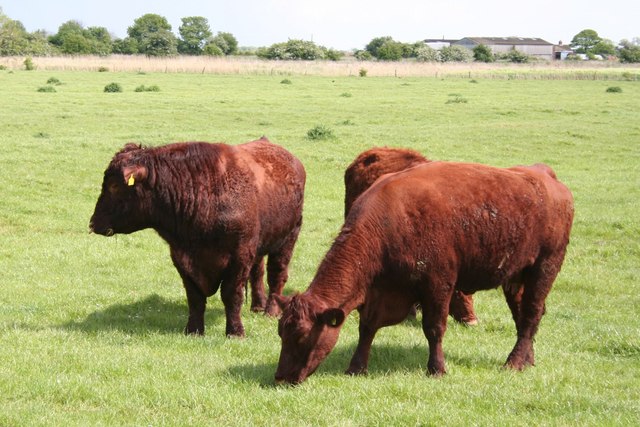 Lincoln Red Cattle
