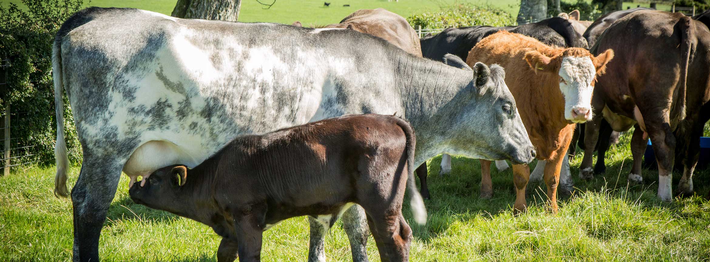 MACDUFF Beef Cattle Breeds